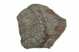 Fossil Fern (Pecopteris) Nodule Pos/Neg - Mazon Creek #270161-1